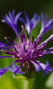 Preview wallpaper cornflower, flower, petals, macro, purple