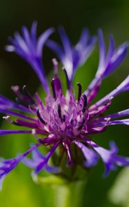 Preview wallpaper cornflower, flower, petals, macro, purple