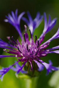 Preview wallpaper cornflower, flower, petals, macro, purple