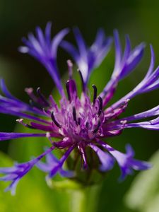Preview wallpaper cornflower, flower, petals, macro, purple