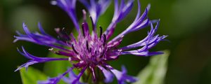 Preview wallpaper cornflower, flower, petals, macro, purple