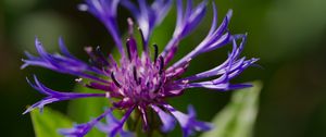 Preview wallpaper cornflower, flower, petals, macro, purple