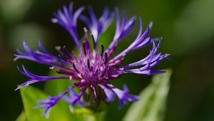 Preview wallpaper cornflower, flower, petals, macro, purple