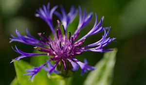 Preview wallpaper cornflower, flower, petals, macro, purple