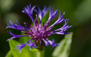 Preview wallpaper cornflower, flower, petals, macro, purple