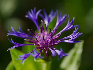 Preview wallpaper cornflower, flower, petals, macro, purple