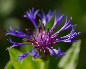 Preview wallpaper cornflower, flower, petals, macro, purple
