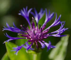 Preview wallpaper cornflower, flower, petals, macro, purple