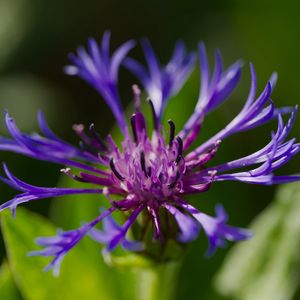Preview wallpaper cornflower, flower, petals, macro, purple