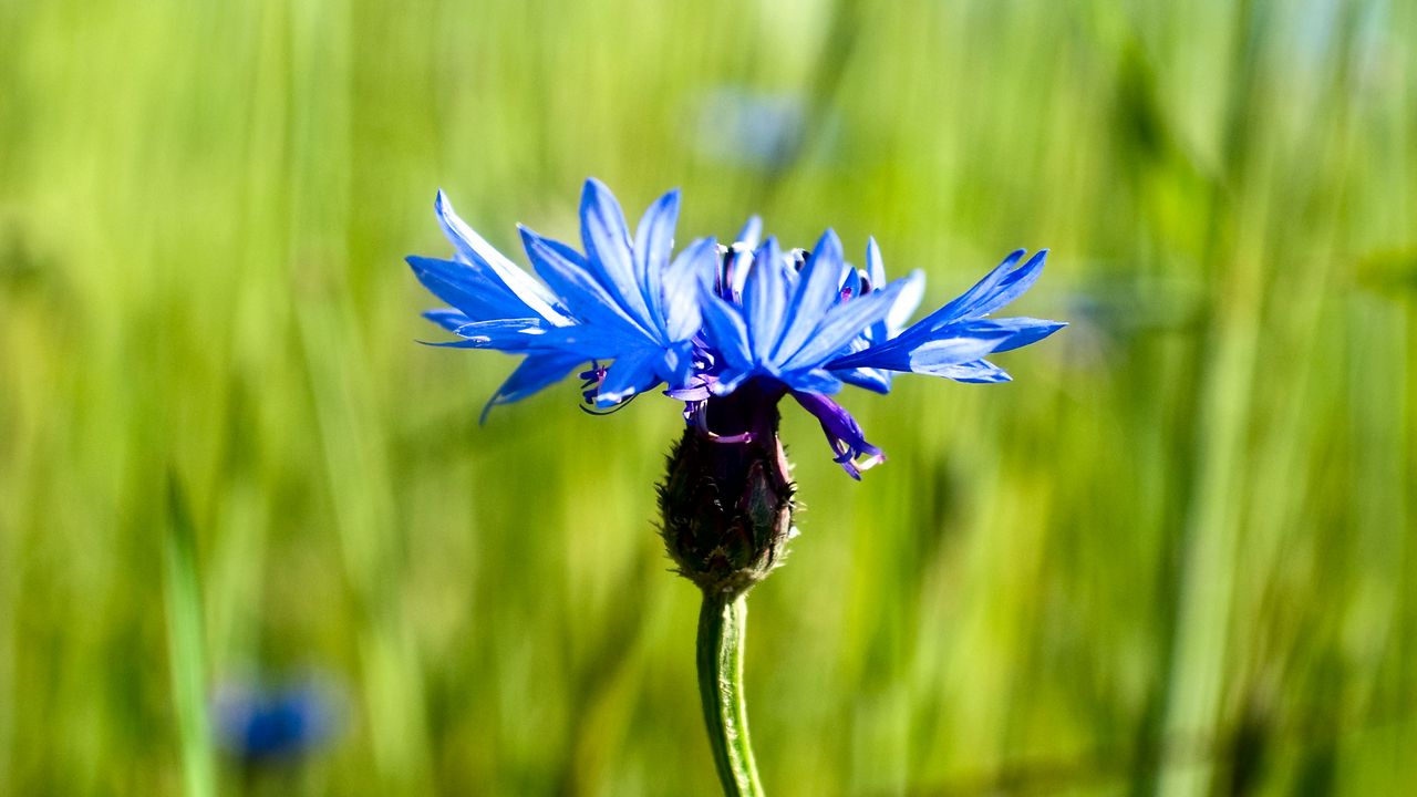 Wallpaper cornflower, flower, plant, macro hd, picture, image