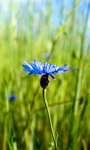 Preview wallpaper cornflower, flower, plant, macro