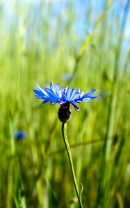 Preview wallpaper cornflower, flower, plant, macro