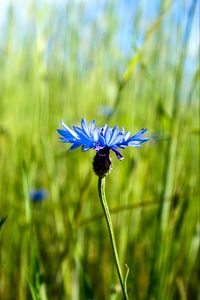 Preview wallpaper cornflower, flower, plant, macro