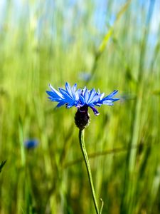 Preview wallpaper cornflower, flower, plant, macro