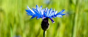 Preview wallpaper cornflower, flower, plant, macro