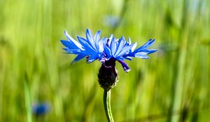 Preview wallpaper cornflower, flower, plant, macro