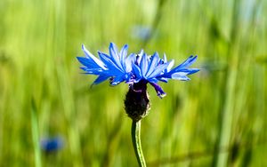 Preview wallpaper cornflower, flower, plant, macro