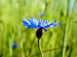 Preview wallpaper cornflower, flower, plant, macro