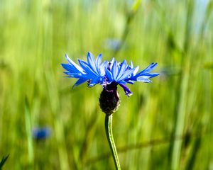 Preview wallpaper cornflower, flower, plant, macro