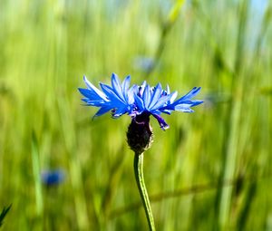 Preview wallpaper cornflower, flower, plant, macro