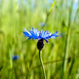 Preview wallpaper cornflower, flower, plant, macro