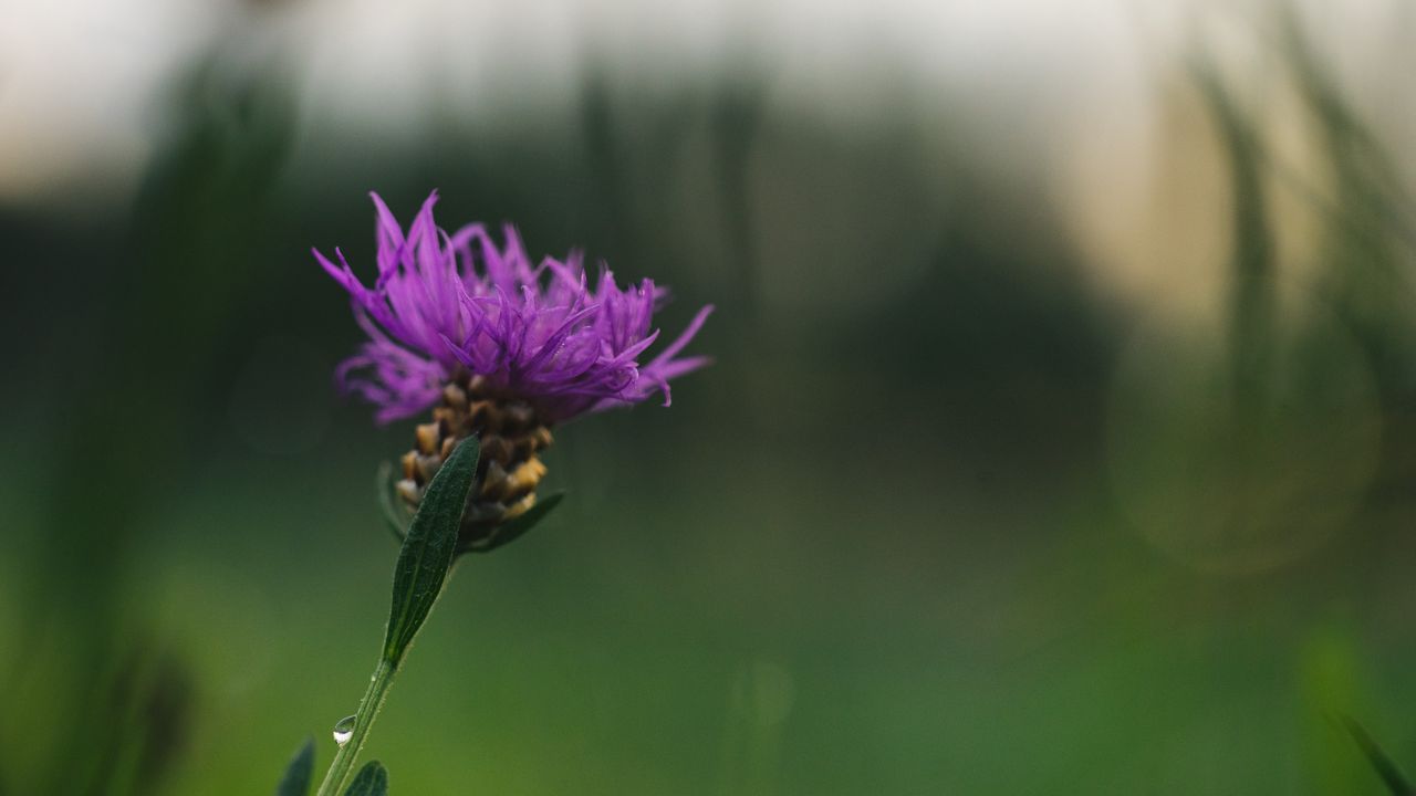 Wallpaper cornflower, flower, purple, macro