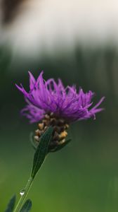 Preview wallpaper cornflower, flower, purple, macro