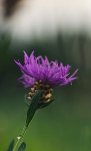 Preview wallpaper cornflower, flower, purple, macro