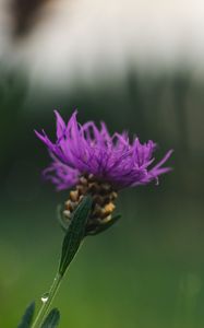 Preview wallpaper cornflower, flower, purple, macro