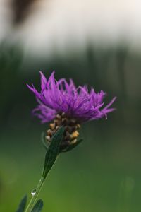 Preview wallpaper cornflower, flower, purple, macro