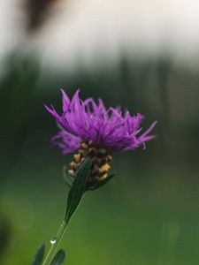 Preview wallpaper cornflower, flower, purple, macro