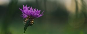 Preview wallpaper cornflower, flower, purple, macro