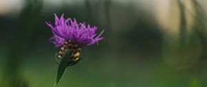 Preview wallpaper cornflower, flower, purple, macro