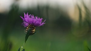 Preview wallpaper cornflower, flower, purple, macro