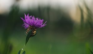 Preview wallpaper cornflower, flower, purple, macro