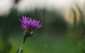 Preview wallpaper cornflower, flower, purple, macro