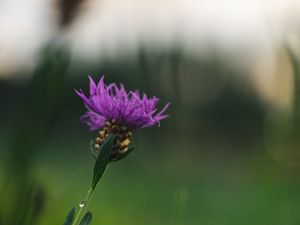 Preview wallpaper cornflower, flower, purple, macro