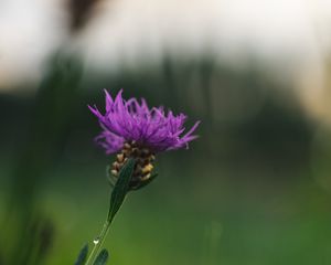 Preview wallpaper cornflower, flower, purple, macro