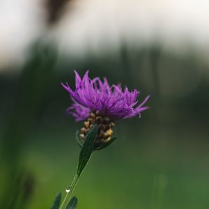 Preview wallpaper cornflower, flower, purple, macro