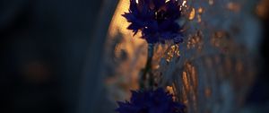 Preview wallpaper cornflower, flower, tray, pattern, rays