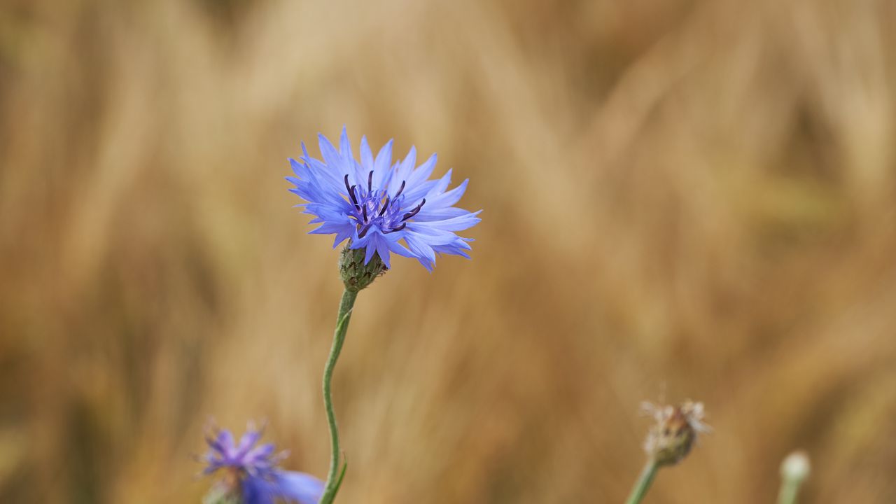 Wallpaper cornflower, flower, wildflower, macro