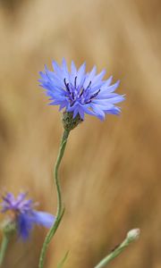 Preview wallpaper cornflower, flower, wildflower, macro