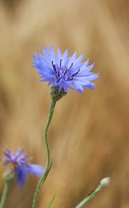 Preview wallpaper cornflower, flower, wildflower, macro