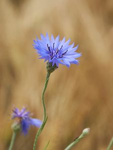 Preview wallpaper cornflower, flower, wildflower, macro