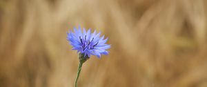 Preview wallpaper cornflower, flower, wildflower, macro