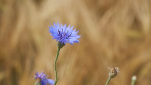 Preview wallpaper cornflower, flower, wildflower, macro