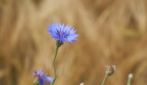 Preview wallpaper cornflower, flower, wildflower, macro