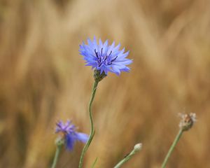 Preview wallpaper cornflower, flower, wildflower, macro