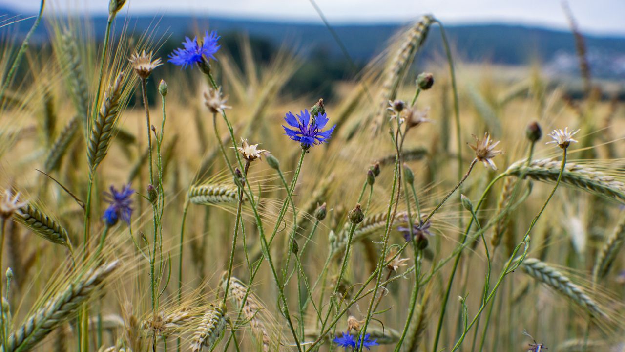 Wallpaper cornflower, flowers, ears, grass, field