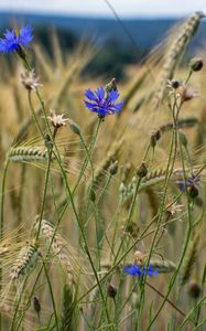 Preview wallpaper cornflower, flowers, ears, grass, field